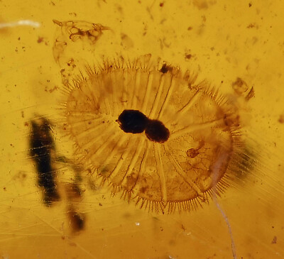 #ad Super Rare Aquatic Larva Fossil inclusion in Burmese Amber $950.00
