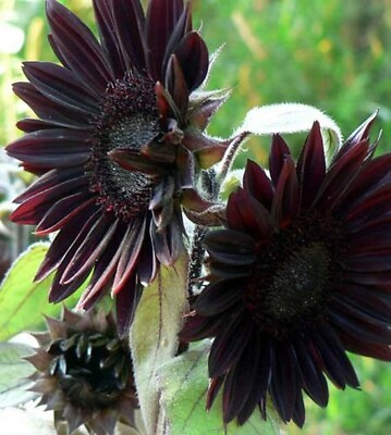 #ad 30 Black Sunflower organic non gmo flower garden plant seeds Ornamental Rare $3.29