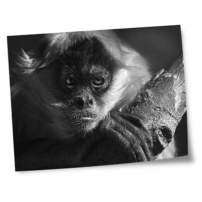 #ad 8x10quot; Prints No frames BW Adorable Spider Monkey Adult #37744 GBP 4.99