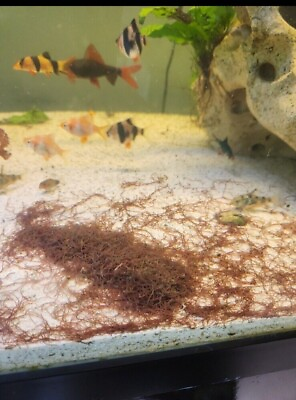 #ad 100 Live Blackworms Super Fish Food. Induces Breeding Keeps Fish Supper Healthy $25.00