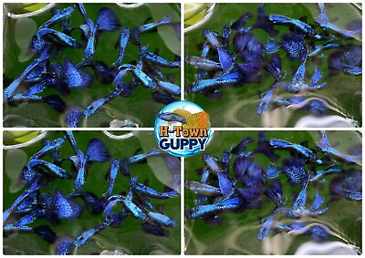 #ad 1 TRIO Live Aquarium Guppy Fish High Quality Purple Dragon $35.16