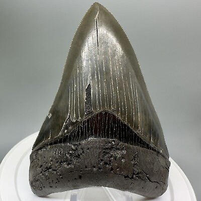 #ad High Quality Sharply Serrated 4.39quot; Fossil MEGALODON Shark Tooth USA $299.00