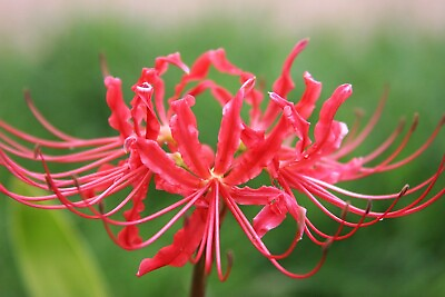 #ad 12 Lycoris Bulbs or Red Spider Lilly FRESH Dug Upon Order $15.00