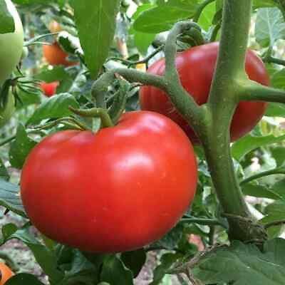 #ad Sub Arctic Plenty One of the very first to ripen 45 50 Days 25 Seeds $2.99