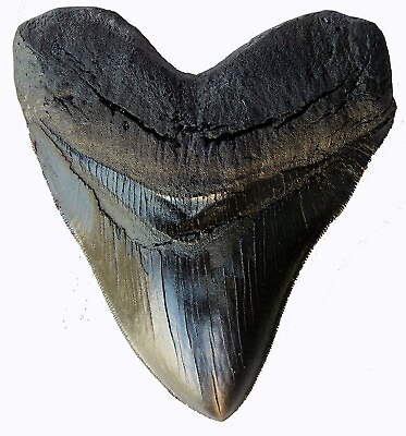 #ad 5.5 Inch Megalodon Tooth Black With Serrations $27.99