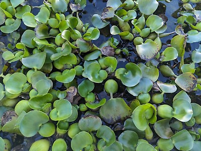 #ad 5 Water Hyacinth Pond Plant Floating Live $18.00
