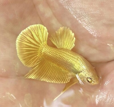 #ad Live Betta Fish High Quality Male Gold Hmpk $40.00