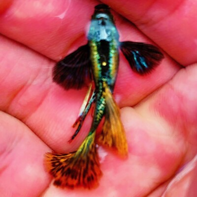 #ad Pack Of 5 Live Dumbo Red Dragon Guppy Fry Live Freshwater Fish Buy 2 Get 2 Free $30.00