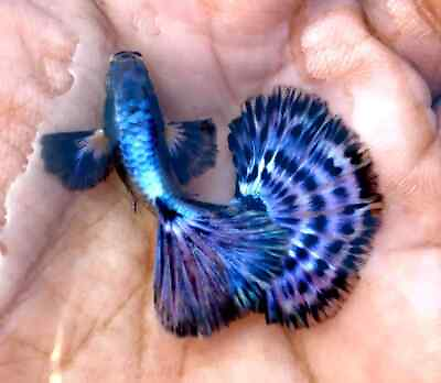 #ad X2 FEMALE Live Aquarium Guppy Fish High Quality Ivory Purple Mosaic $26.36
