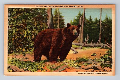 #ad Yellowstone National Park Park Bear Series #13053 Vintage Souvenir Postcard $6.99