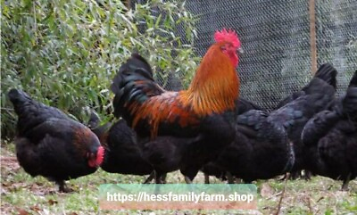 #ad Sale 12 Black Copper Maran Hatching Eggs Pure Breed DARK EGGS $65.00