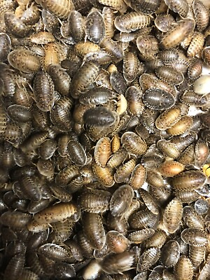 #ad Dubia Roaches Small Medium Large amp; Feeder Males Live Arrival Guaranteed $14.00