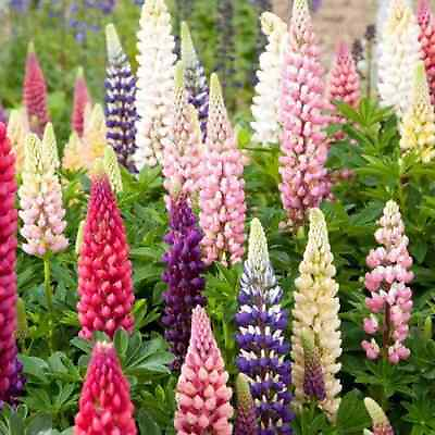 #ad Russell Lupine Seeds Non GMO Free Shipping Seed Store 1254 $15.09