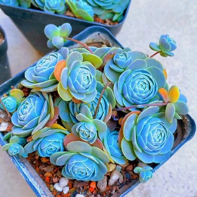 #ad Blue Succulents Witchford Lithops Seeds Cactus Seeds 100pcs pack $7.99