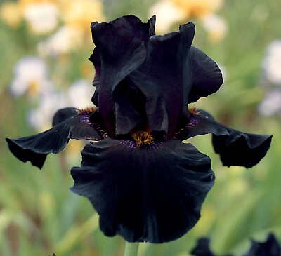 #ad Old Black Magic Iris Plant Quart Pot Fragrant Ink Black Flowers Perennial $21.99