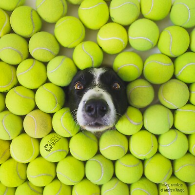 100 Used Tennis Balls LOW COST DOGGIE BALLS FREE SHIPPING SAVE 10% $38.95