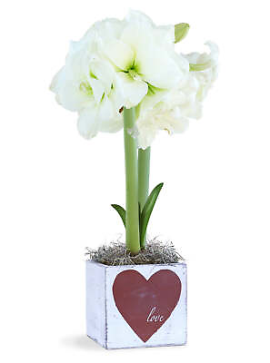 #ad Valentine Delight – 1 white amaryllis $49.99