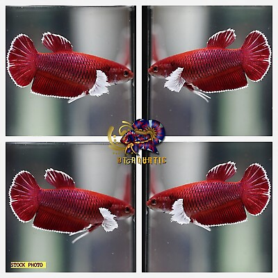 #ad Live Betta Fish HMPK Female Dumbo Lavender Good for Sorority Breed USA Seller $15.95