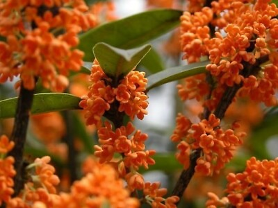 #ad #ad Orange Flowering Fragrant Tea Olive osmanthus Live Plant 1 QT $24.99