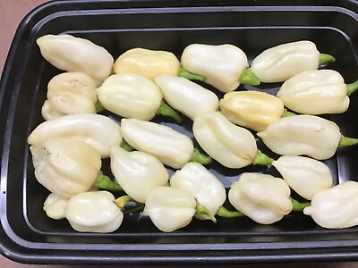 #ad Ghost white colored pepper plants 2 count 3quot; 5” tall FREE shipping $16.49