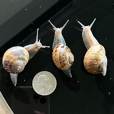 #ad 3 LIVE Junior snails Cornu aspersum Brown garden snail medium size $18.80