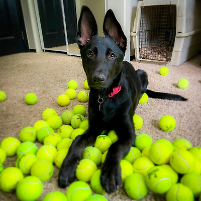 100 Used Tennis Balls for Dogs FREE SHIPPING $38.95