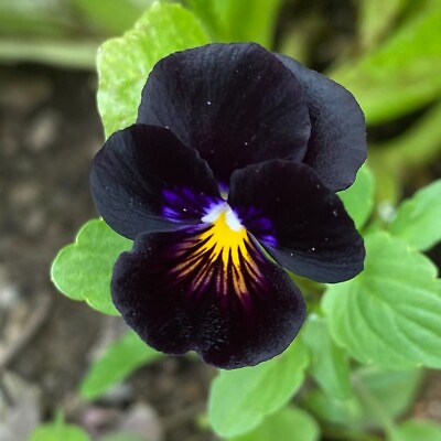 #ad 50 Viola cornuta Bowles Black Seeds Dark Velvety Black Purple Blooms $5.00
