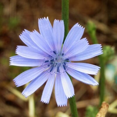 #ad Chicory Seeds Non GMO Free Shipping Seed Store 1248 $28.39
