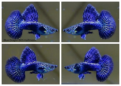 #ad 1 Trio Live Aquarium Guppy Fish High Quality Blue Dragon BDS Halfmoon $38.99