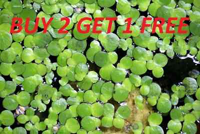 #ad 3500 Duckweed live Plant BUY2GET1 FREE Aquarium POND NO INSECTS PARASITES FAST $10.79