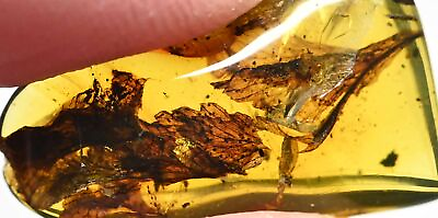 #ad Nice Botanical Leaf Fossil inclusion in Burmese Amber $150.00