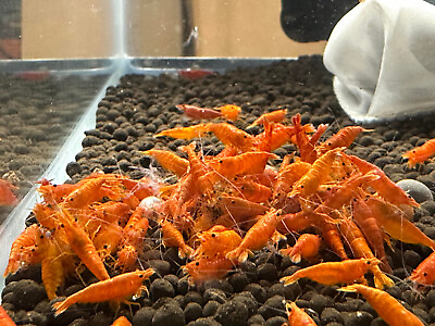 #ad Orange Sunkist Neocaridina Shrimp 10 FREE SHIPPING $29.99