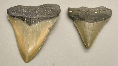 #ad 2 colorful sharply serrated Fossil MEGALODON Shark Teeth Florida $49.00
