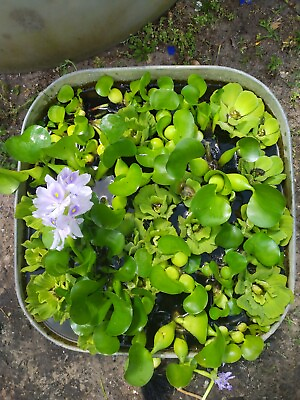 #ad 6 Water Lettuce amp; 6 water Hyacinths FREE Wisteria Floating Pond Plants $36.99
