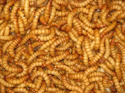 #ad Live Giant Mealworms Free Shipping Live Arrival Guarantee $50.99