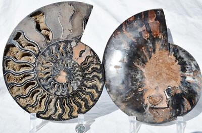 #ad Large Black Ammonite Pair Great Crystals 110myo FOSSIL XL 219mm 8.7quot; 9192bb $279.99