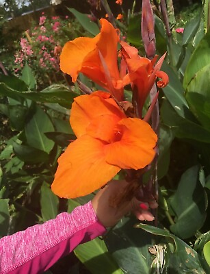 #ad Orange Canna Lilly Bulbs 3 Count Bulbos De Coyoles Anaranjados 3 $14.99