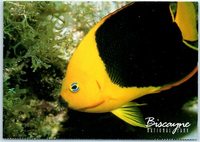 #ad Postcard Rocky Beauty Angelfish Biscayne National Park Florida $3.46