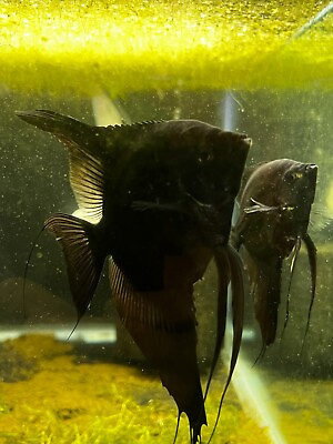 #ad Blue Pinoy Widefin Angelifsh Nickel Size Live Aquarium Fish $5.49
