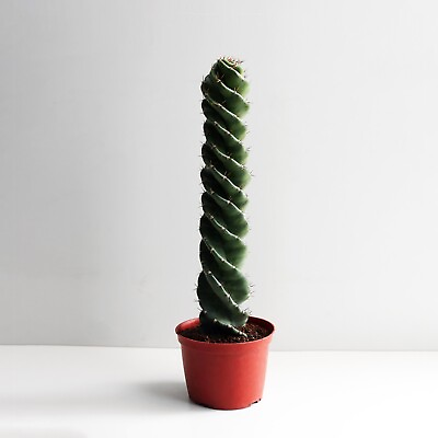 #ad Spiral 🌀 Cactus 12” $60.00