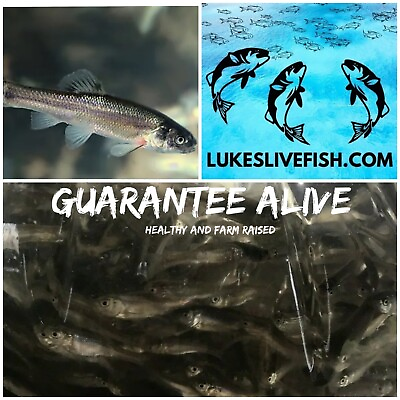 #ad 250 Live Feeder Fish Black Tuffies Fathead GUARANTEE ALIVE FREE Shipping $55.99