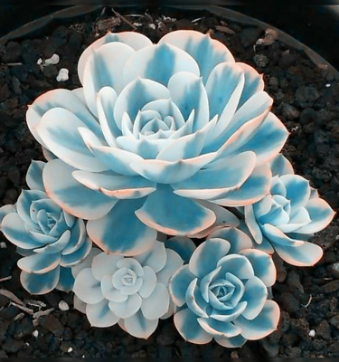 #ad Blue White Succulents Witchford Lithops Seeds Cactus Seeds 100pcs pack $7.99