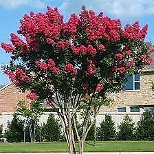 #ad Crape Myrtle Dynamite Red Extra Large 3 Gallon Plant Vivid Red Blooms amp;... $72.98