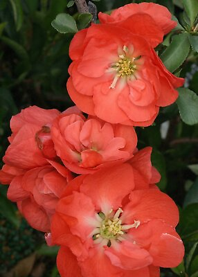 #ad #ad DOUBLE TAKE® Orange PPAF Flowering Quince 4quot; Pot Proven Winners $17.99
