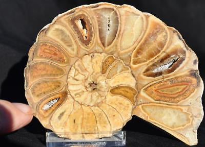 #ad #ad 2525 RARE TEXAS SINGLE Ammonite 94gm Med 96mm Calycoceras Tarrant One HALF 3.2 $94.99