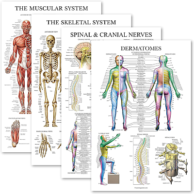 #ad 4 Pack Anatomical Poster Set Laminated Muscular Skeletal Spinal Nerves $22.09
