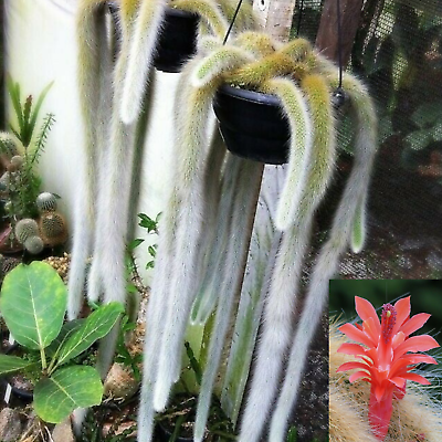 #ad Monkey Tail Cactus Hildewintera colademononis Succulent Plant $11.45