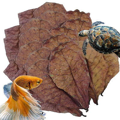 #ad 50pc almond leaves catappa indian ketapang leaf shrimp betta fish aquarium care $8.73