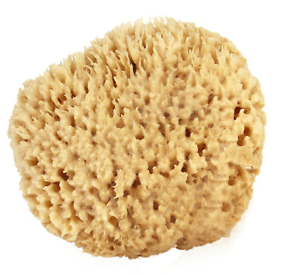 #ad Natural Sea Wool Sponges by Spa Destinations Choose Size $14.50