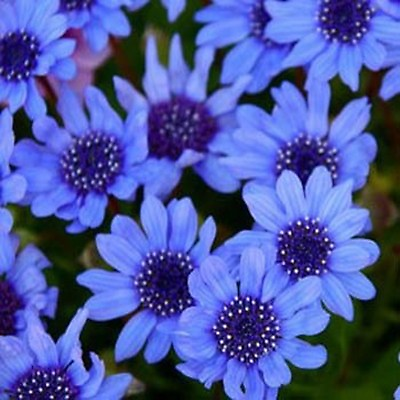 #ad Blue Daisy Felicia Heterophylla Blue 25 seeds BOGO 50% off SALE $3.79
